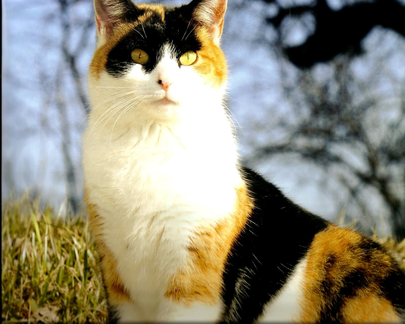 Порода калико. Calico cat. Окрас калико у кошек. Калико кэт. Черепаховая кошка калико.