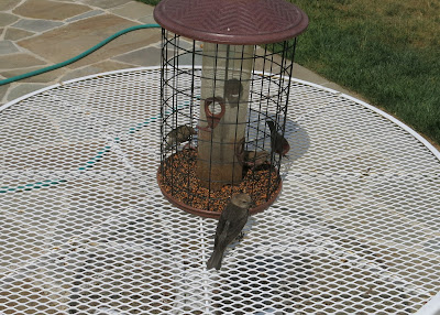 assorted table birds, Wednesday, June 15, 2016, 3:18:38 PM