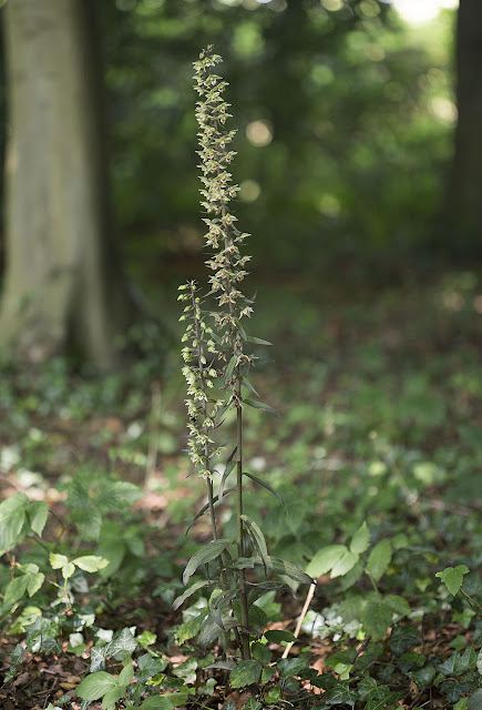 Violet Helleborine, Epipactis purpurata, on the Sand Walk at Down House, Downe, on 18 August 2012.  The largest specimen.  A bumblebee is at one of the flowers on the smaller stem.