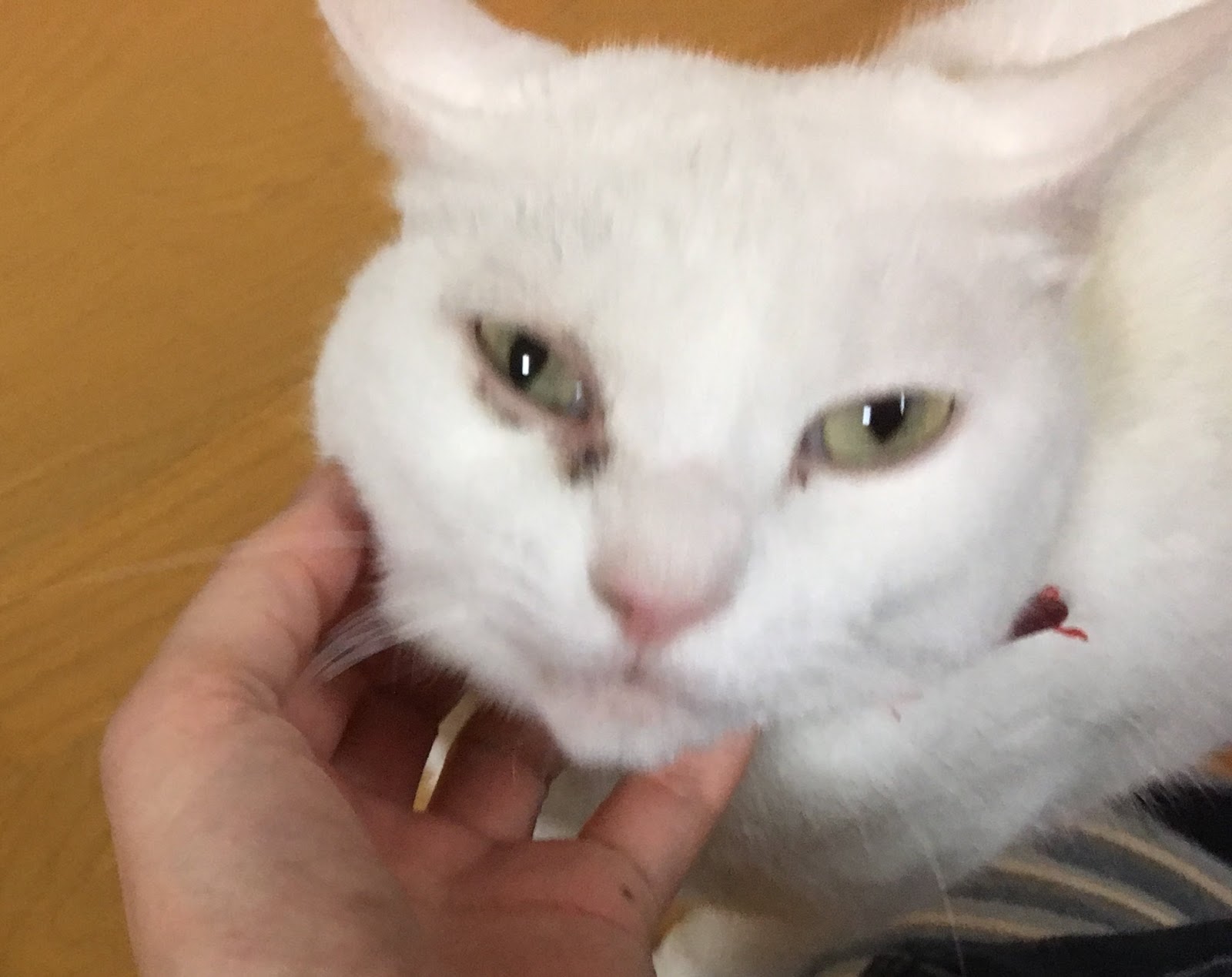 彩国ねこねこ日記 〜おひとりさま、猫たちと家族になる〜 憎っくきウイルス 猫ヘルペスウイルス1型（FeHV1) 2018年4月14日