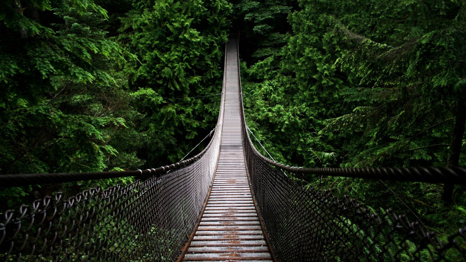 Forest Wallpapers Forest Wallpapers
