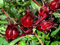 Teknik Budidaya Bunga Rosella Teknik Budidaya Bunga Rosella
