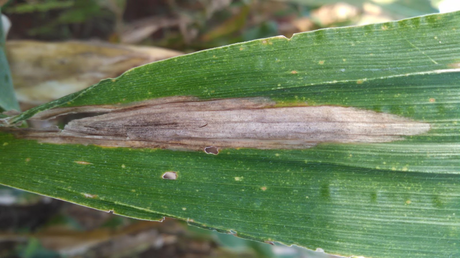 Helminthosporium turcicum en sorgo - Ami a férgeknek néz ki, mint egy személy - fénykép