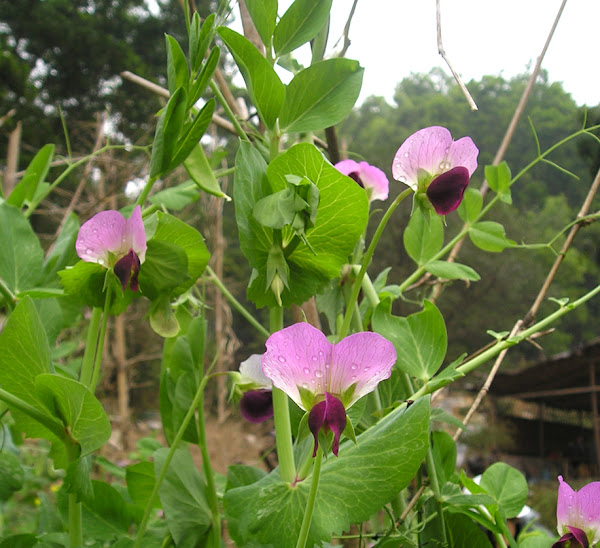 豌豆，豌豆，如何种植豌豆，如何种植豌豆，种植豌豆，如何开始种植豌豆，有机种植豌豆，在家庭菜园中种植豌豆，在家庭菜园中有机种植豌豆，种植豌豆的指南，种植豌豆的技巧