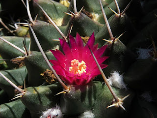 Crónicas de un mundo en mutación: Los cactus de mi terraza (II)