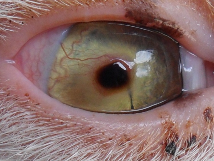 Rumah Kucing Cat problem in KWPLH