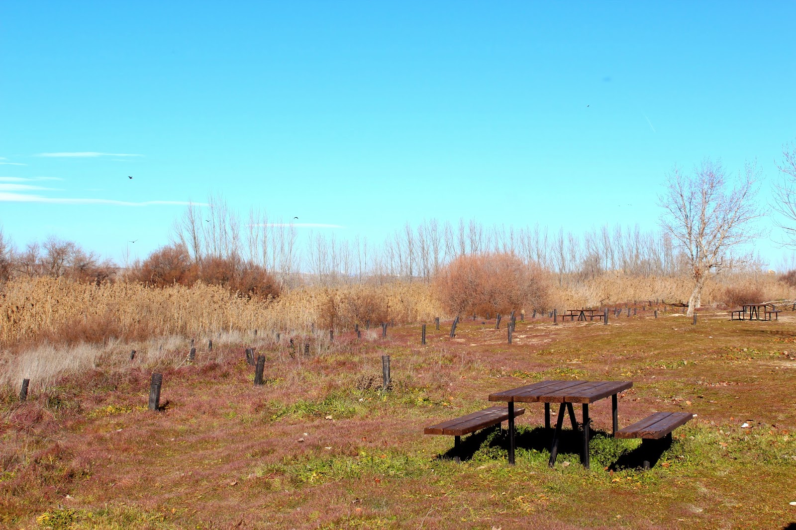 Zona de pic-nic en soto Bayona-Titulcia-Madrid