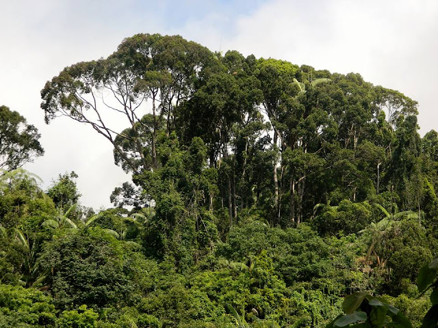 Sinharaja Forest