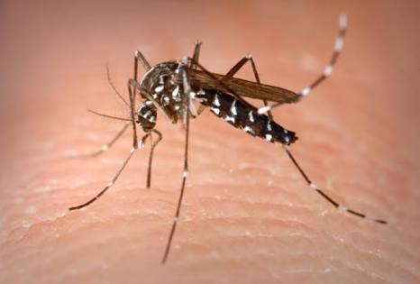 Cara Mencegah Demam Berdarah Dengue
