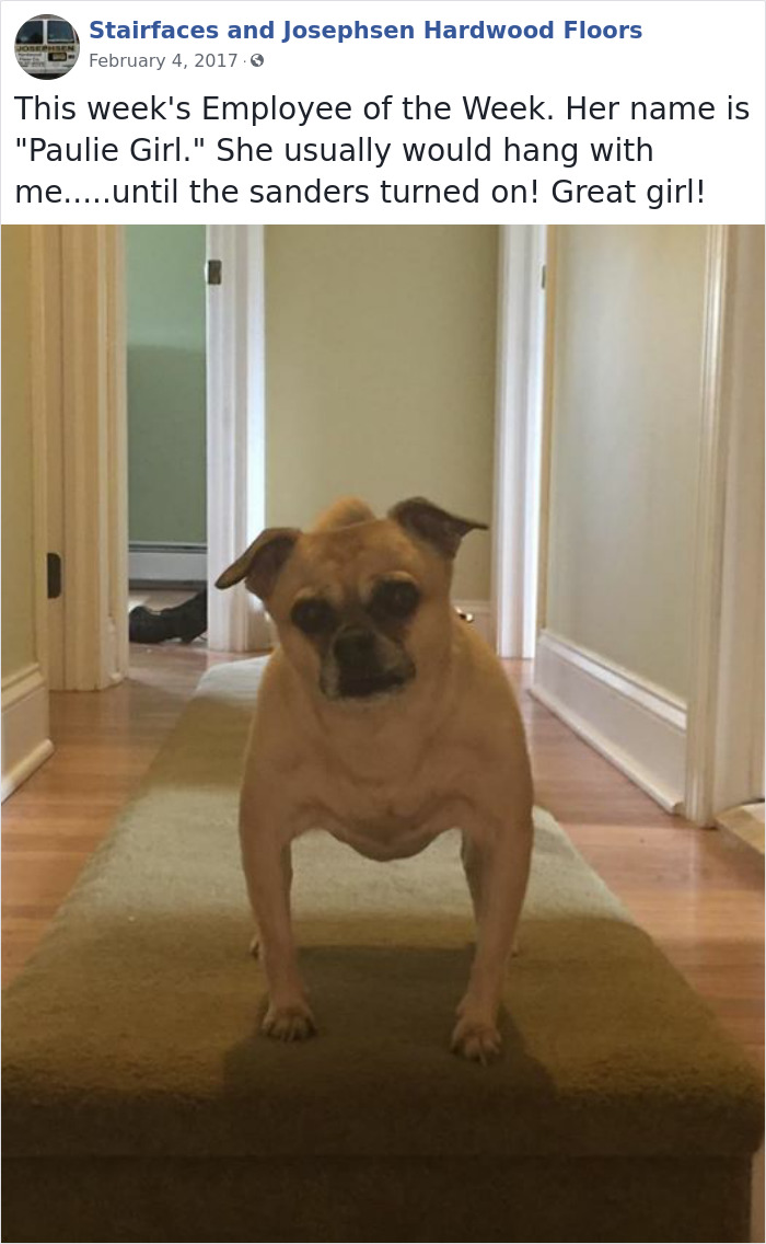 30 Hilarious Dogs That Were The ‘Employees Of The Week’ 30 Hilarious Dogs That Were The ‘Employees Of The Week’