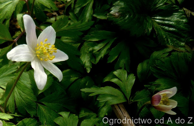 Zawilec gajowy Anemone nemorosa