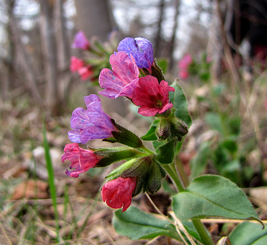 Miodunka wąskolistna (Pulmonaria angustifolia L.).