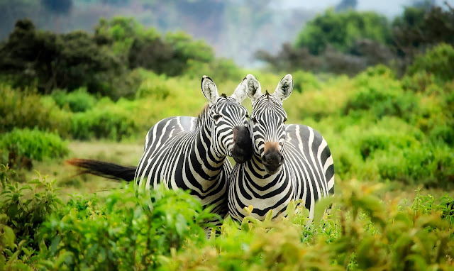 animal pictures animal pictures