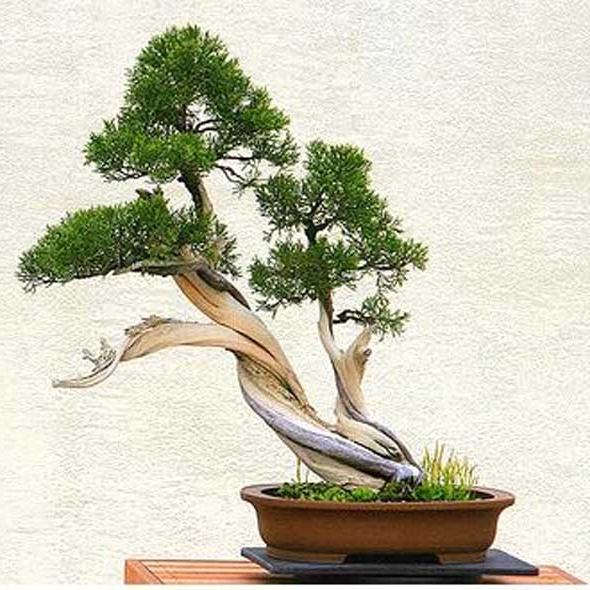 Jenis Tanaman yang Bisa Dibuat Untuk Bonsai