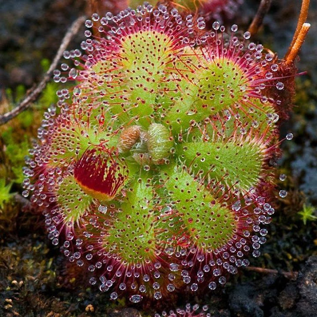 Keunikan tumbuhan pemangsa carnivorous plant myrokan