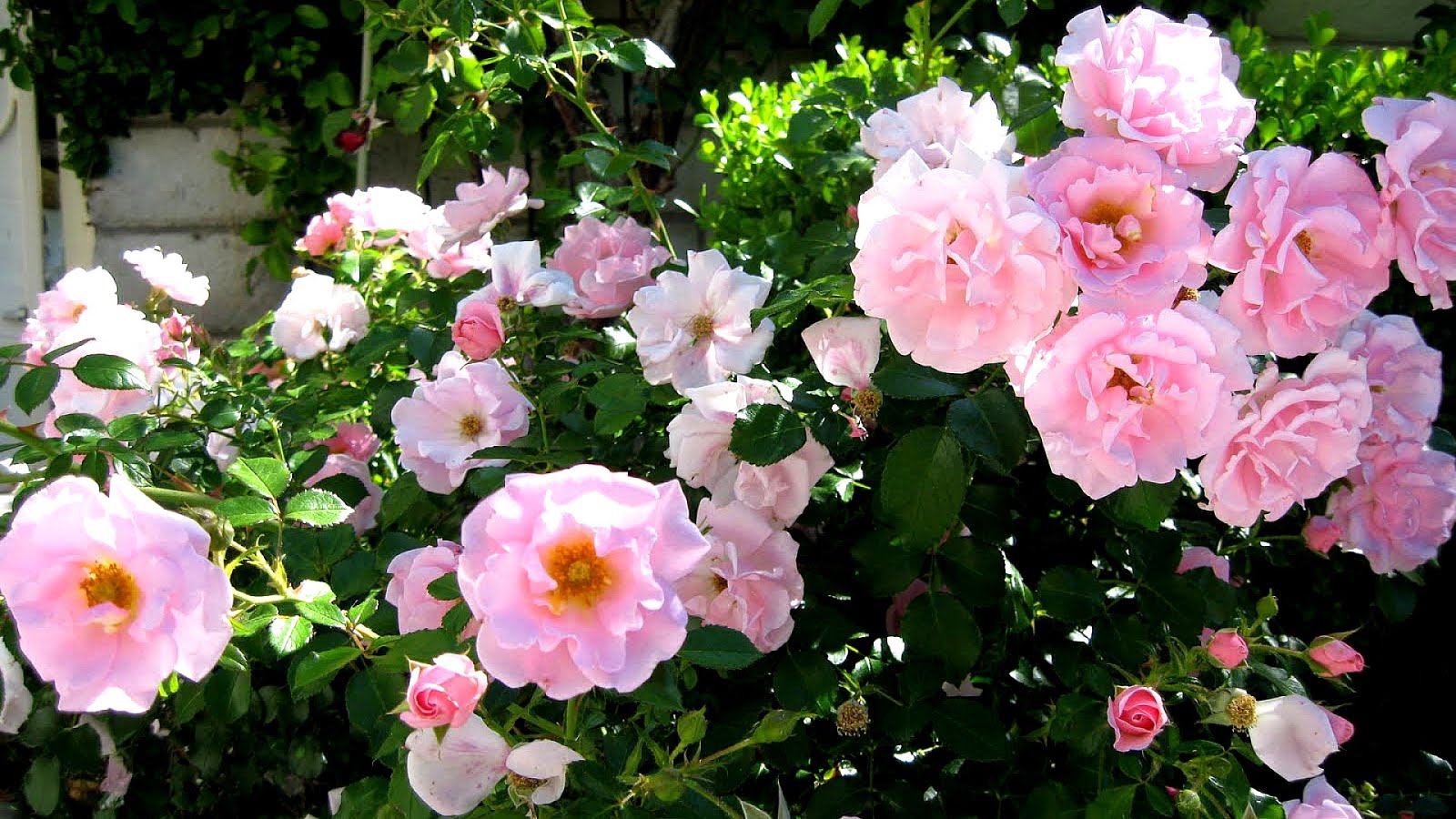 Rose Pink Carpet Pink Choices