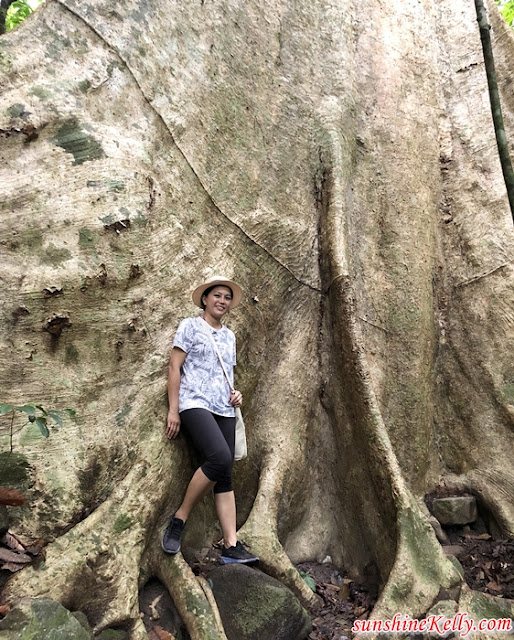 Belum Forest Friends, Belum Conservation Malaysia, Belum Rainforest Resort, Pulau Banding, Perak, Sungai Rouk, Sungai Rouk Waterfall, Royal Belum State Park, oldest rainforest in the world, travel, 