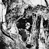 "Bella in the Witch Elm" (Bella en el olmo de las brujas)