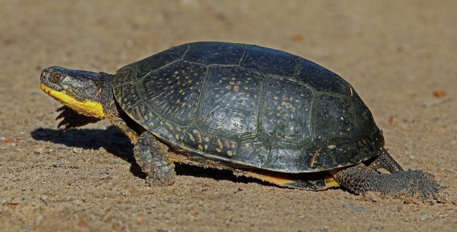 Ohio Birds and Biodiversity Longlived Blanding's turtle threatened by