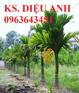 Cung cấp cây giống cau: Cau tứ quý, cau tứ thời, cau lai, cau liên phòng, cau lùn chuẩn, giá tốt Cung cấp cây giống cau: Cau tứ quý, cau tứ thời, cau lai, cau liên phòng, cau lùn chuẩn, giá tốt
