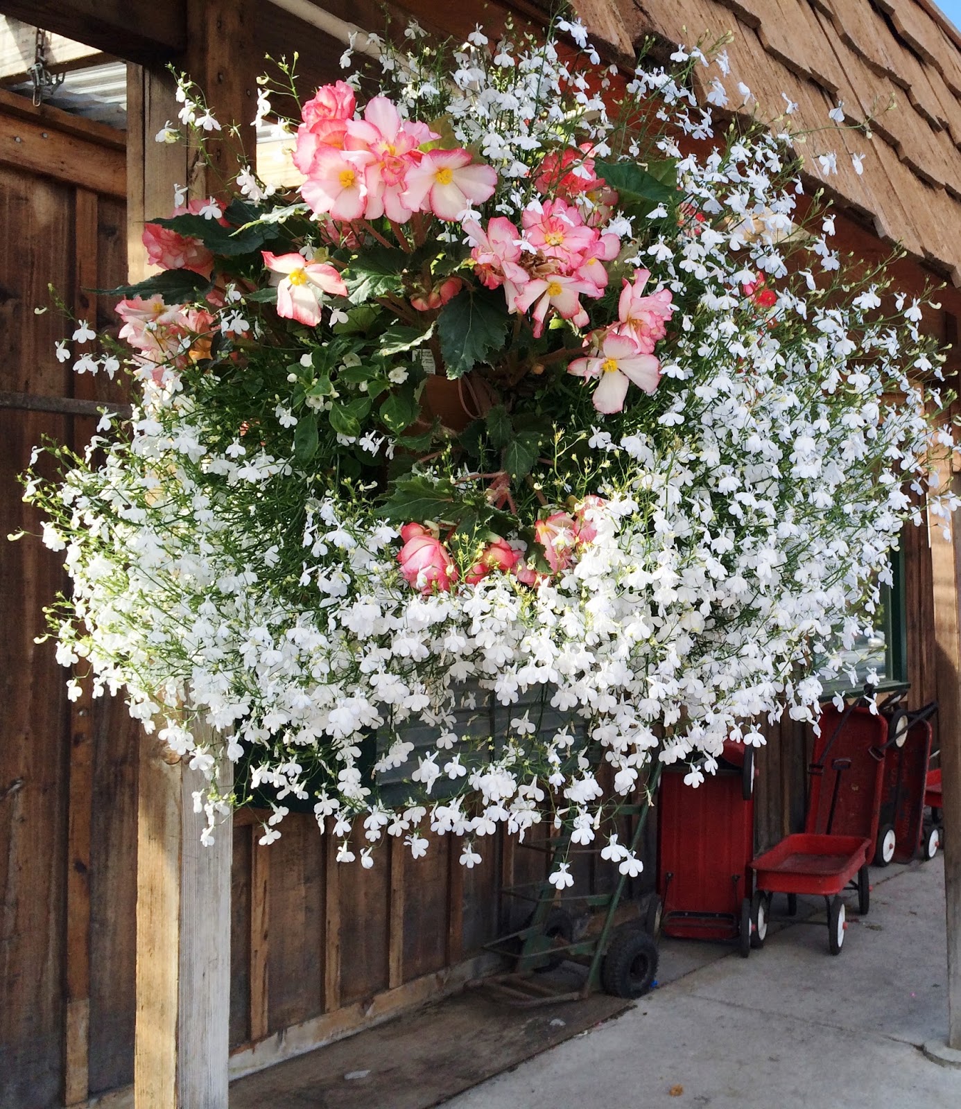 Swallowed Fly Crusades Hanging Baskets in Anchorage