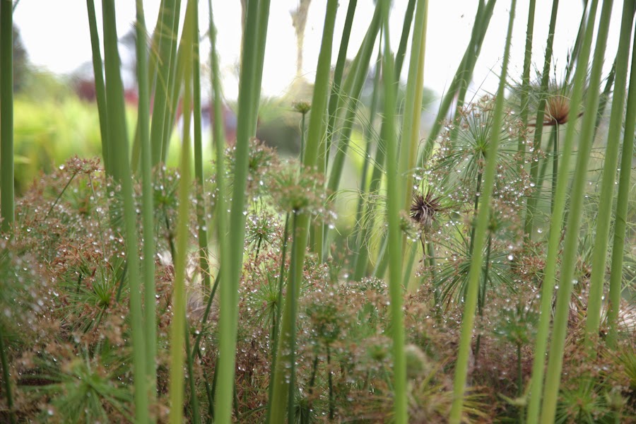 papiro bosque de papiros