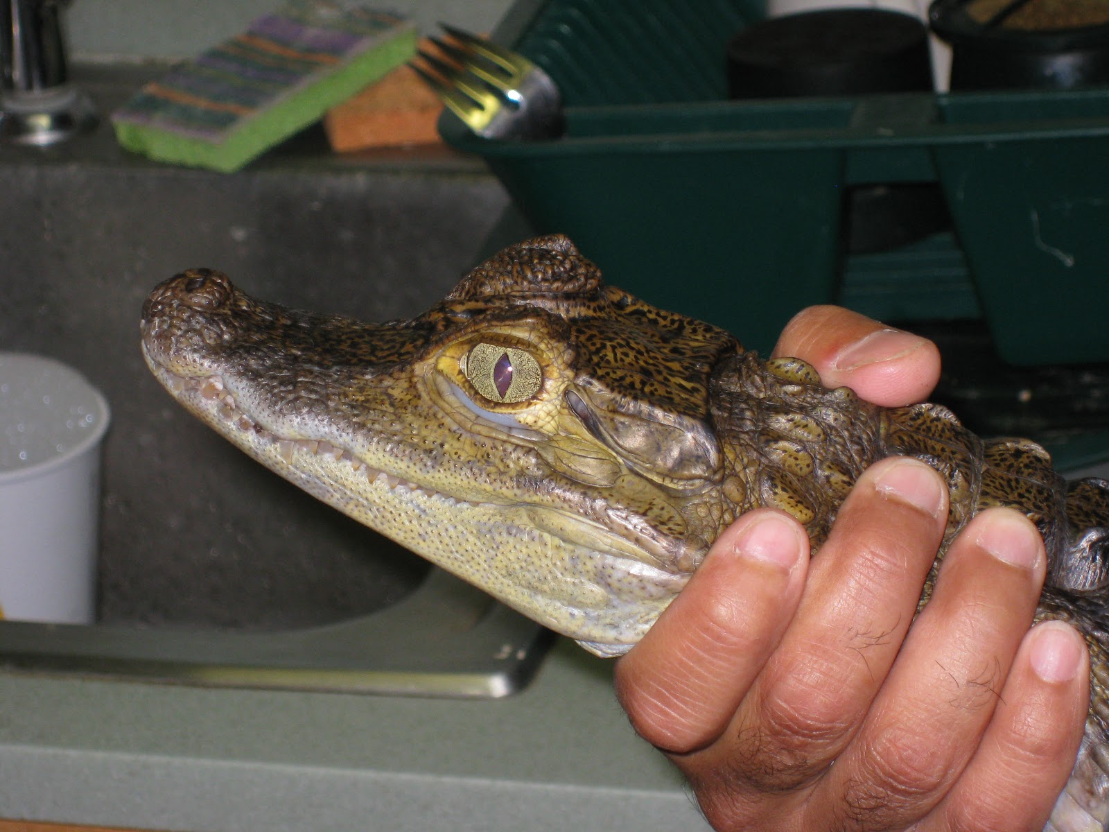 Capital Naturalist by Alonso Abugattas Spectacled Caiman