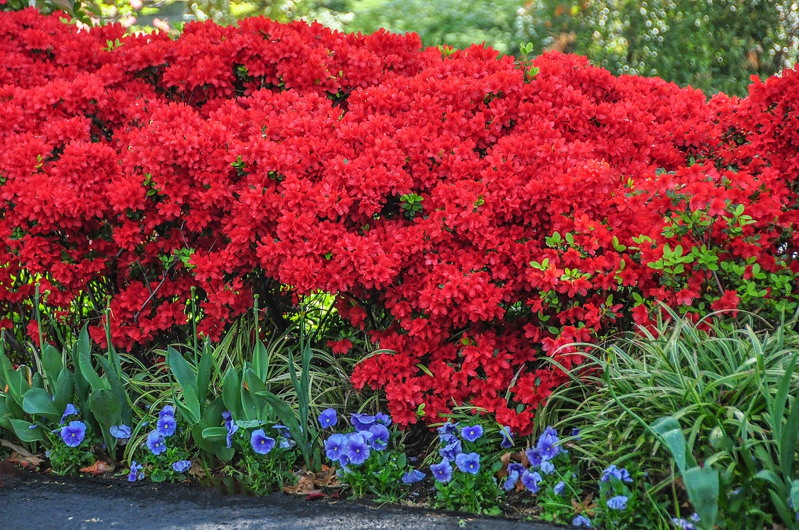 Ask A Master Gardener Planting Azaleas in the Fall