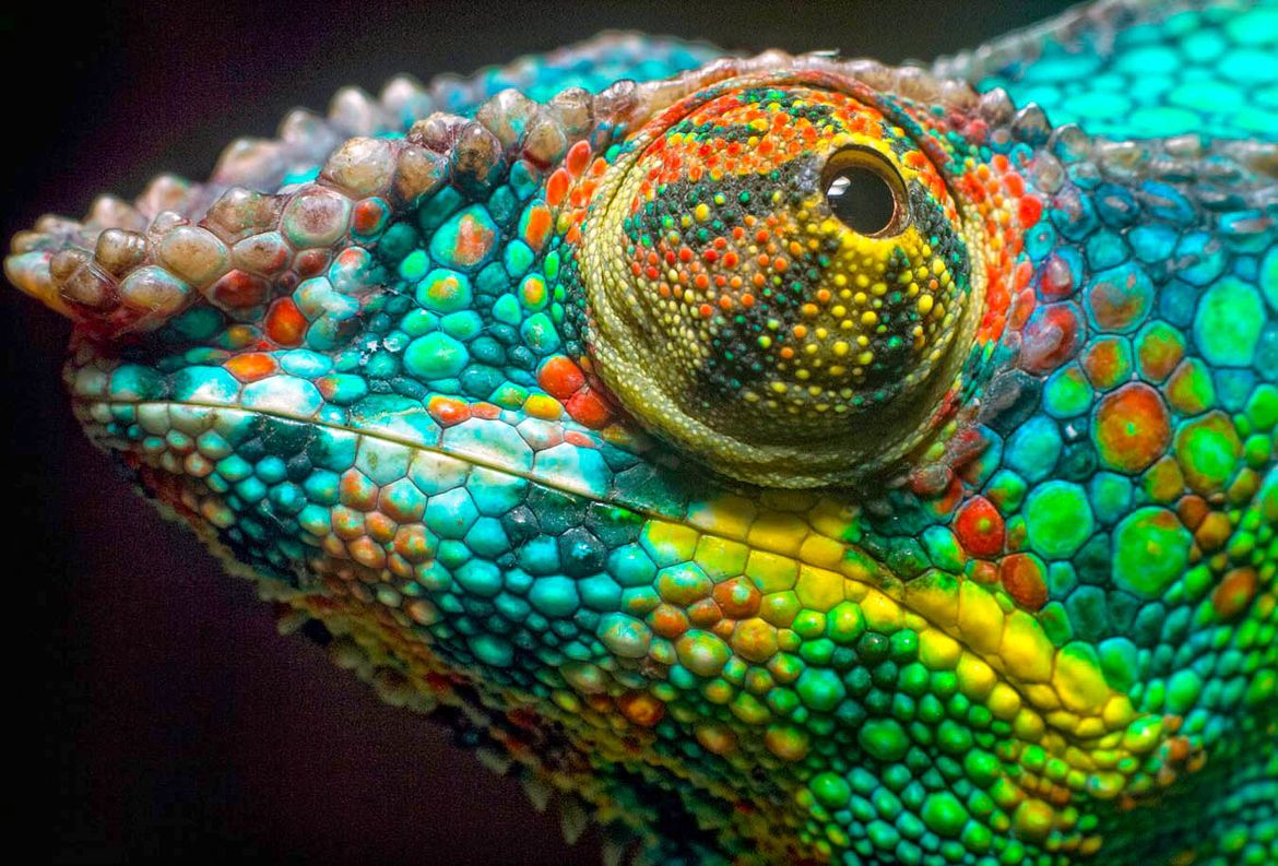 27. Chameleon Rainbow by Péter Viasz