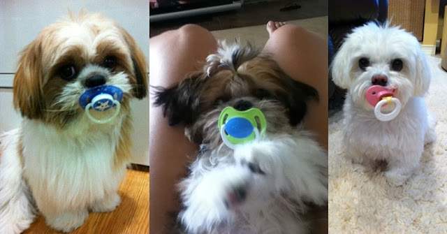 Shih tzu que usam chupeta são fofos, mas veterinários alertam para o perigo