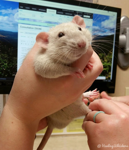 Getting Your Therapy Rat's Health Checked for Evaluation