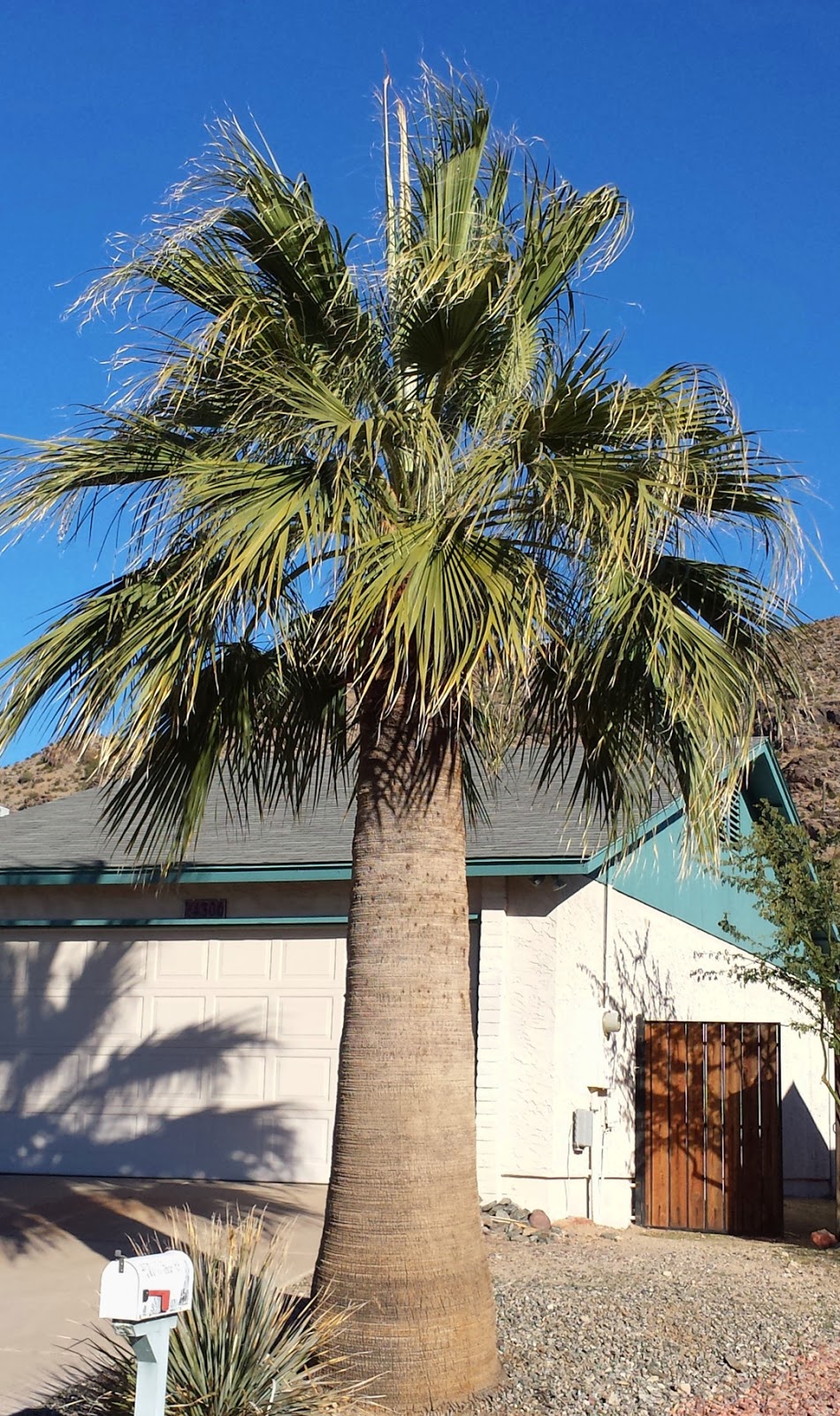 Washingtonia filifera «palmera de California» - Id Plantae