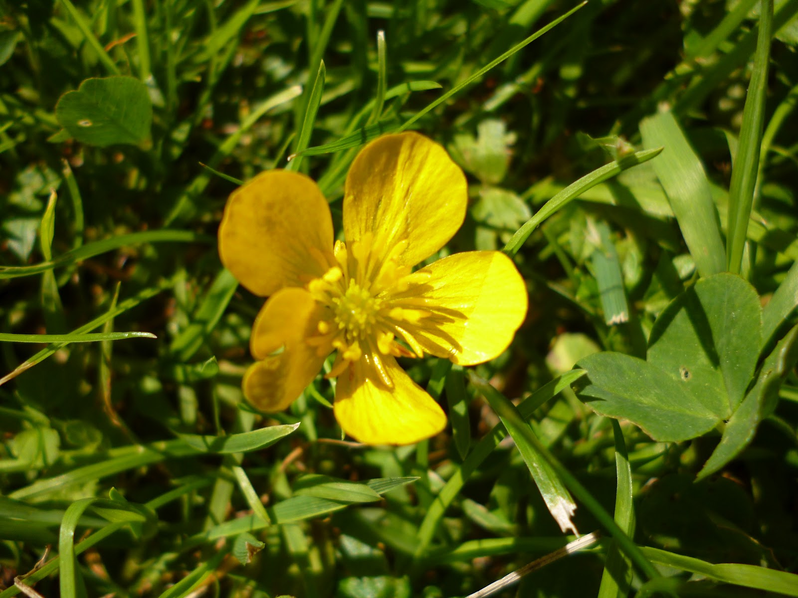 Pixercam Der Fotoblog! Kleine Gelbe Blüte (Sumpfdotterblume)
