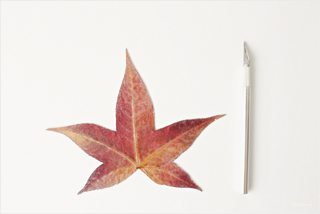 posavasos-diy-hechos-hojas-secas-prensadas-pintadas-paso-2