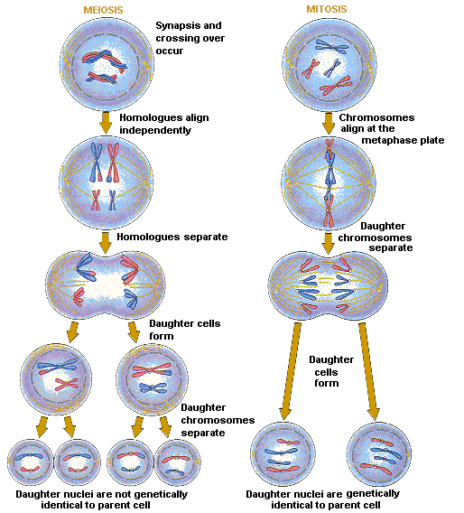 Mitosis And Meiosis Comparison Chart