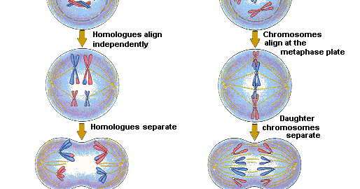 cracking groups meiosis mitosis comparison chart mitosis and meiosis comparison chart