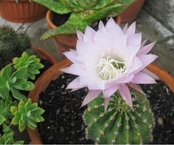 parole-qua-e-l-haiku-d-estate