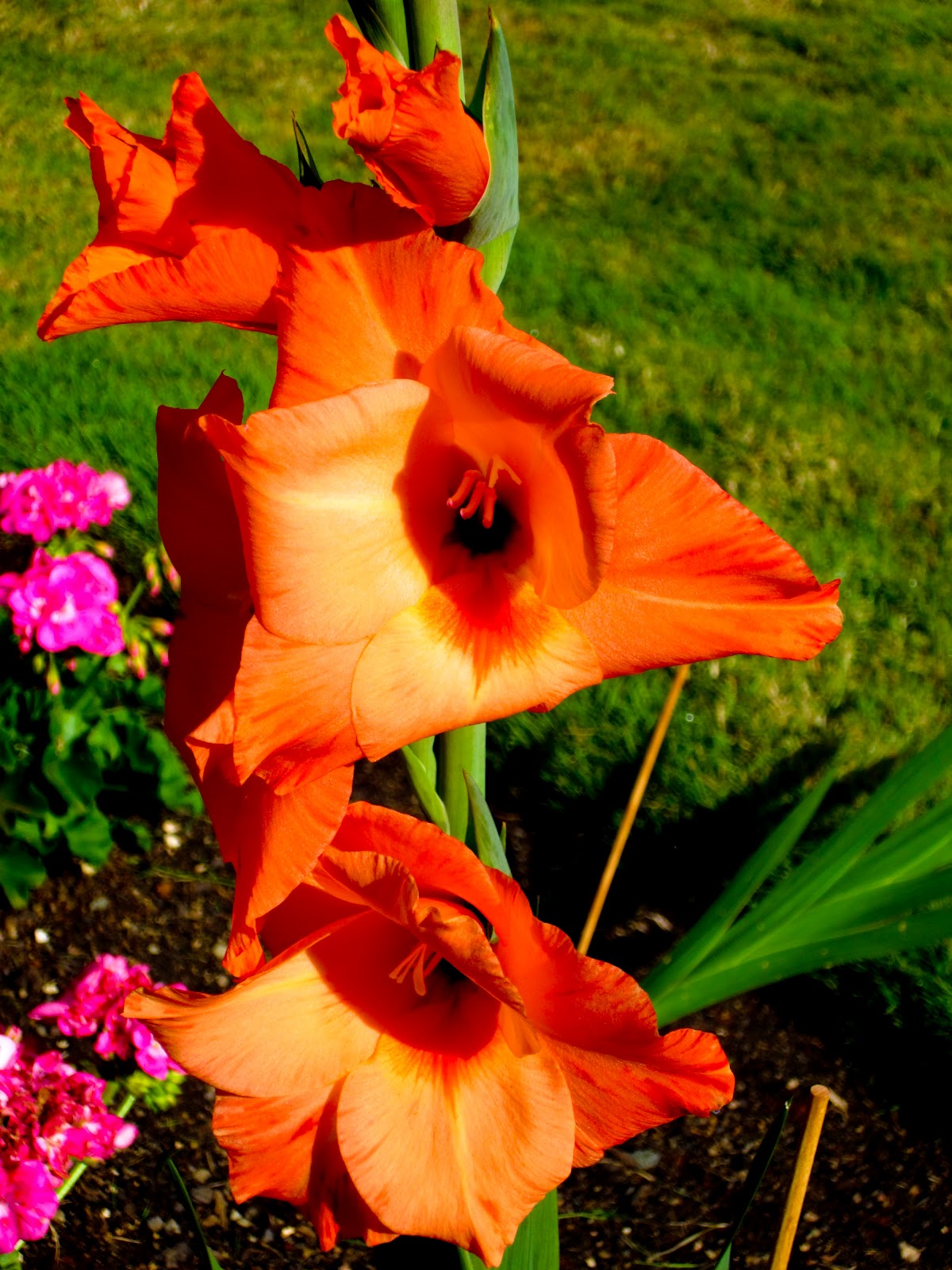 Thom Zehrfeld Photography Summer Flowers In Oregon City Part 4