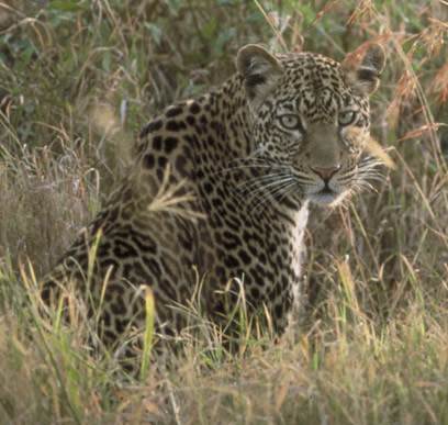 Interesting facts about Leopards ~ Mostly Facts