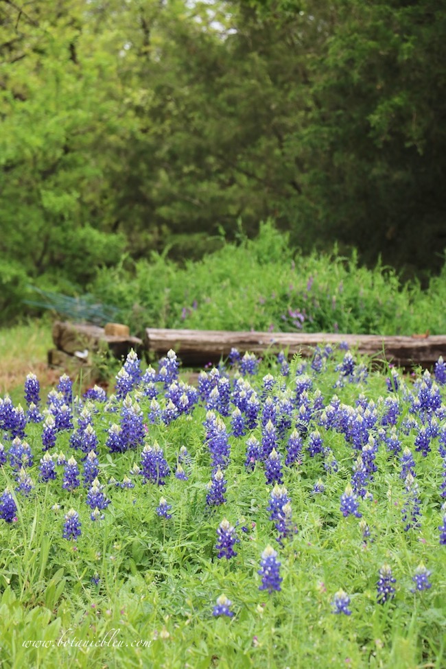 Texas bluebonnets require rain in the fall and water but do not like water logged clay soil