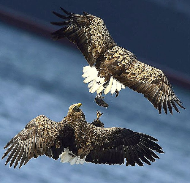 BARRY the BIRDER One of the world's largest eagles