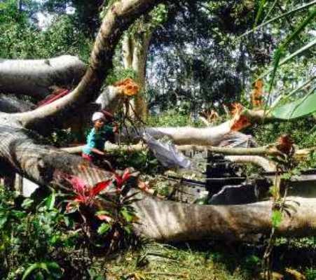 Beringin Usia Ratusan Tahun Tumbang Hancurkan Pura di Bali