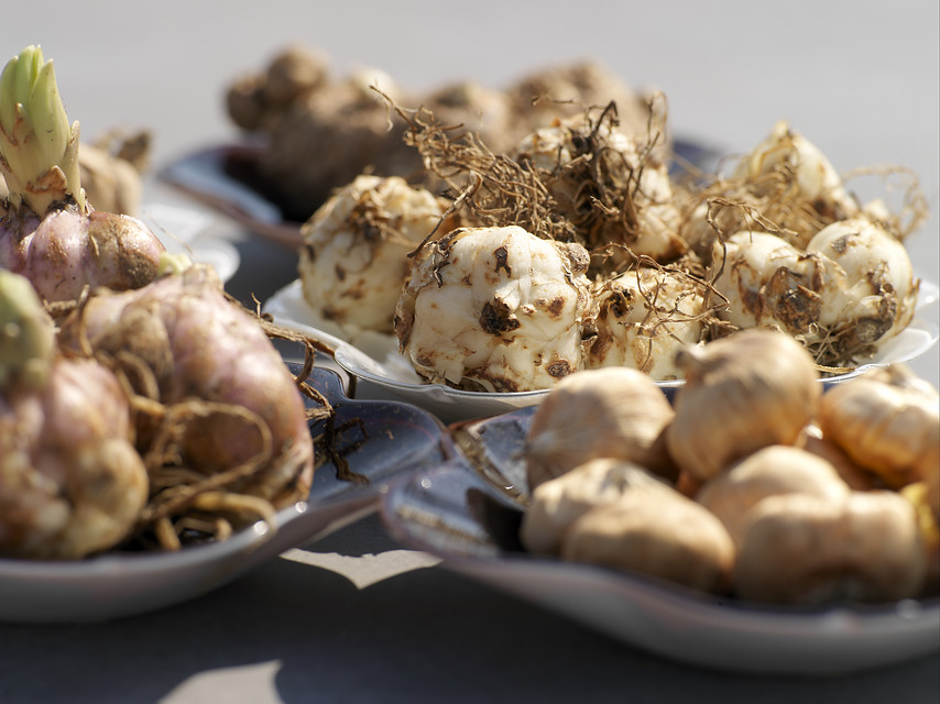 Resultado de imagen de bulbos secos de flor