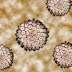 Cancer can be identified with the naked eye, please? What is cancer?