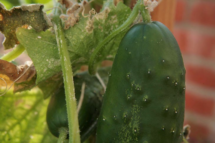 He Started With Some Boxes, 60 Days Later, The Neighbors Could Not Believe What He Built - Big and beautiful cucumbers.