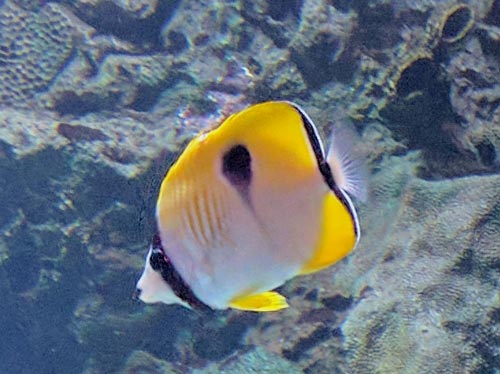 One-Spot Butterflyfish One-Spot Butterflyfish