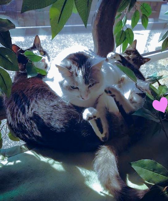 Large Cat Trees for Multiple Cats