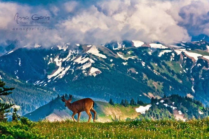 Vast Wilderness in Olympic National Park, Washington, USA Vast Wilderness in Olympic National Park, Washington, USA