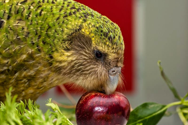 Kakapo Flightless Parrot