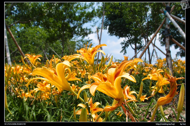 2015-05-09嘉義梅山鄉-橫山屏休閒園區-滿山遍野的金針花開